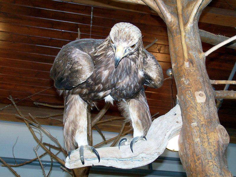 6 golden eagle on display