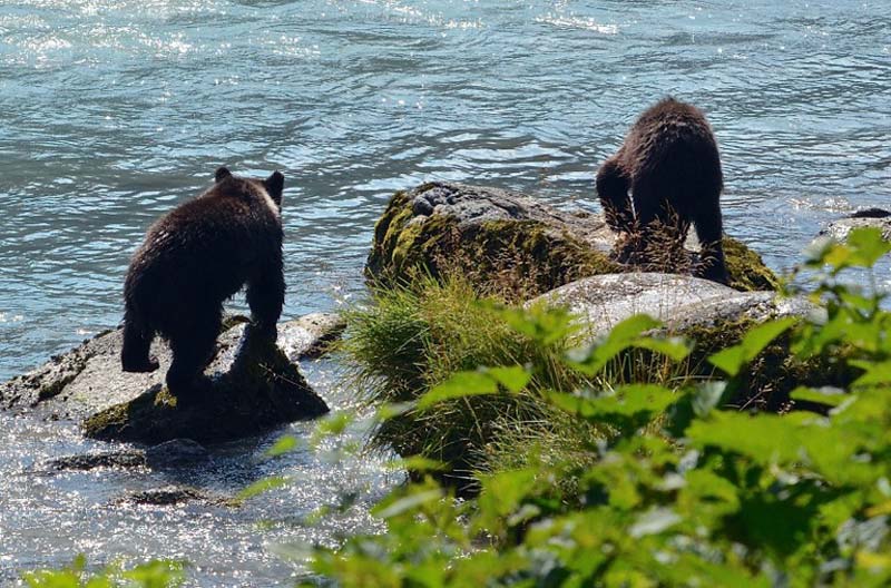 bear cubs on rocks near waters edge