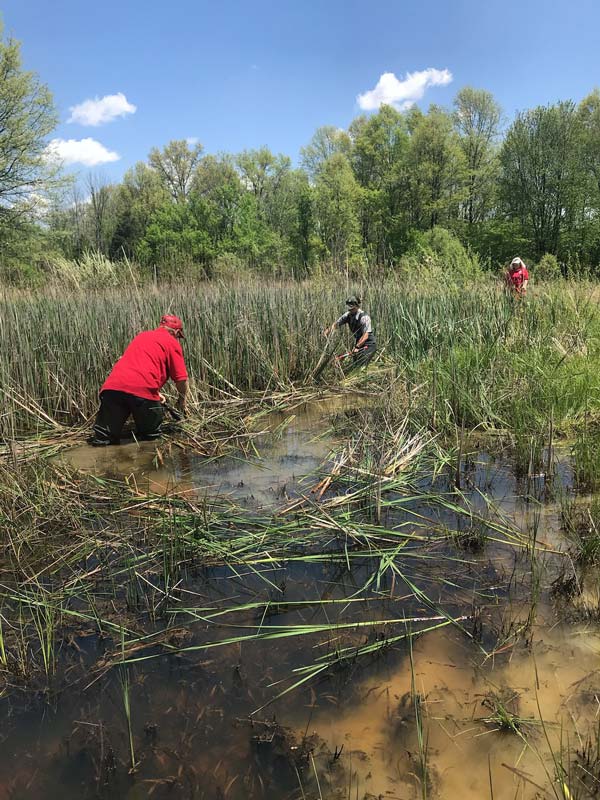 toby and aj wetland