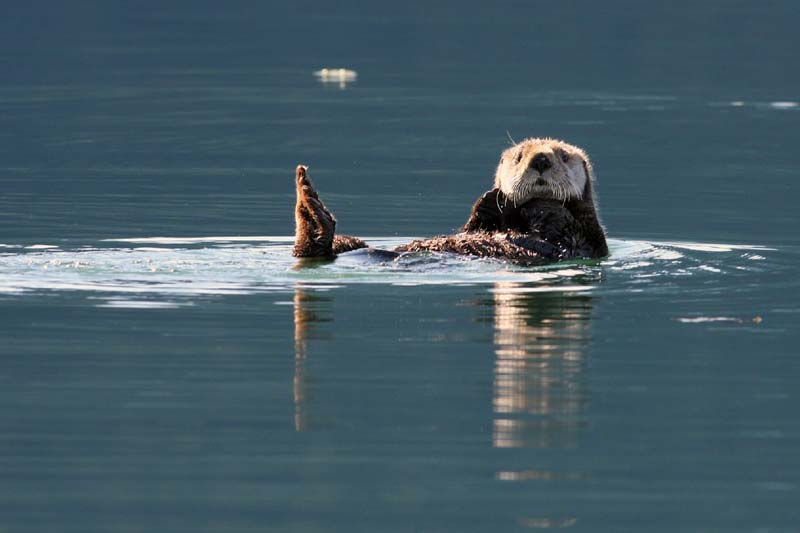 Sea Otter