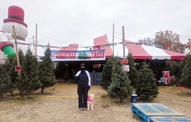 Worker At Christmas Tree Lot
