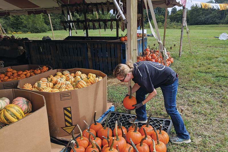 Woman Organizing Pumpkins