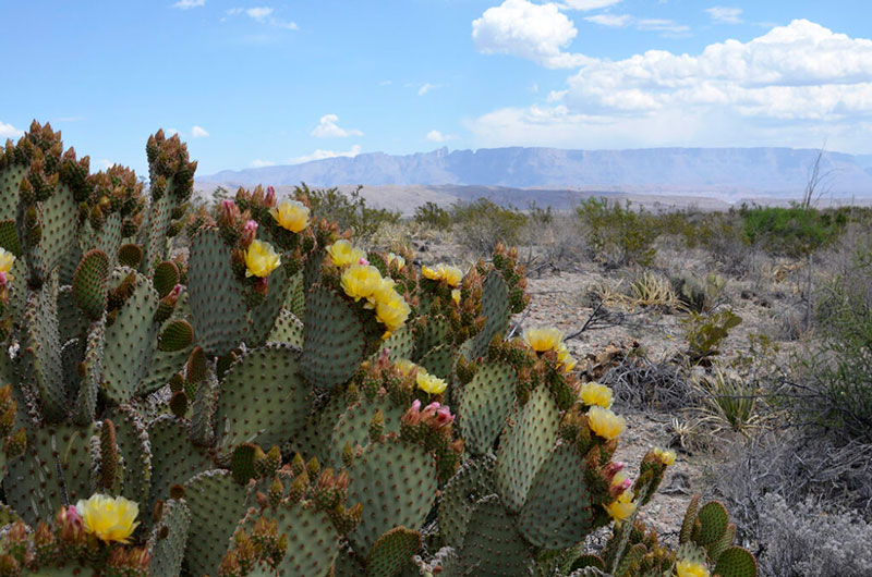 Cactus at National Park
