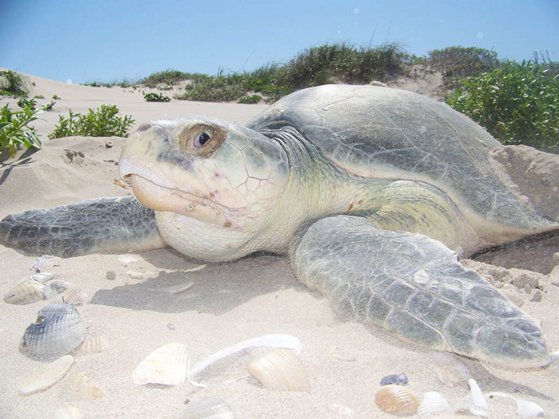 kemps ridley sea turtle laying eggs on padre island national seashore photo by national park service