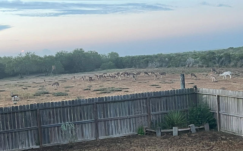 south texas ranch animals graze just outside the lodge