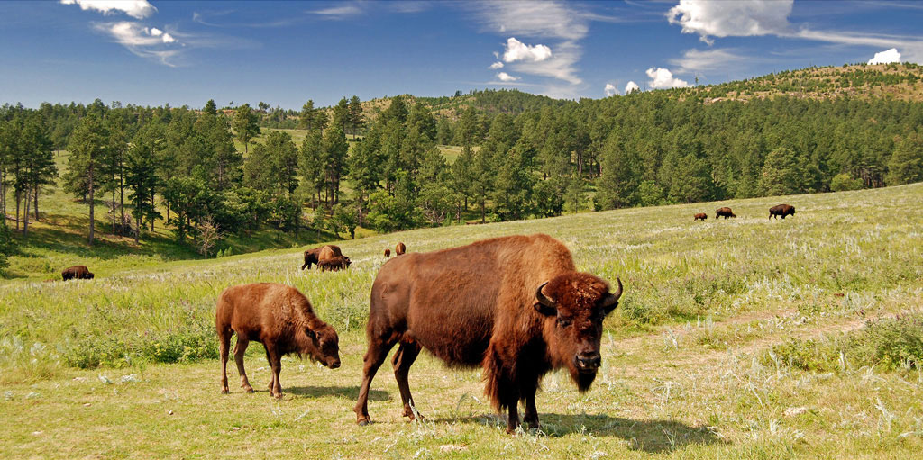 Bison graze in an open field in Custer State Park