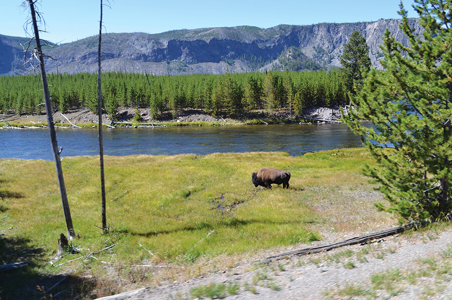 Yellowstone National Park Bison
