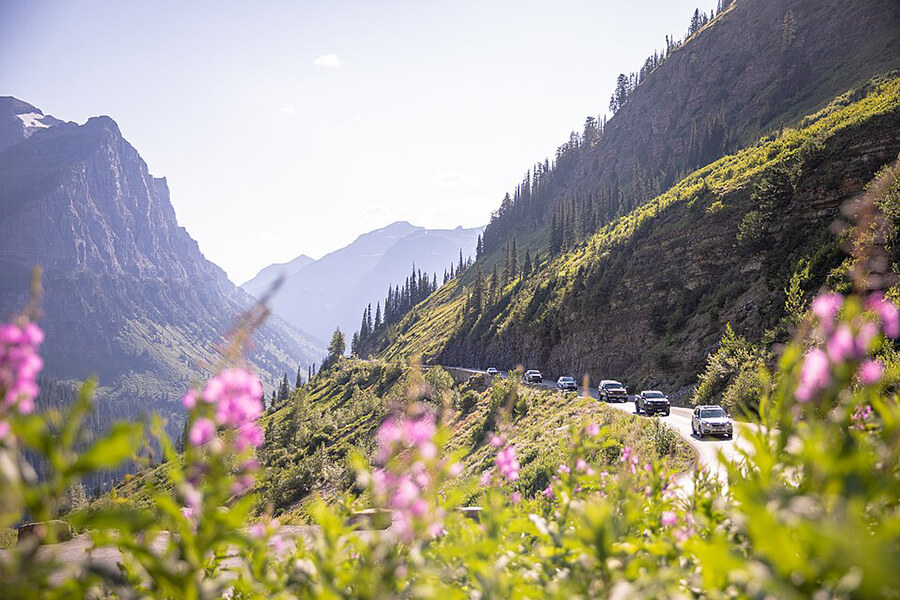 fireweed blooms along going to the sun road
