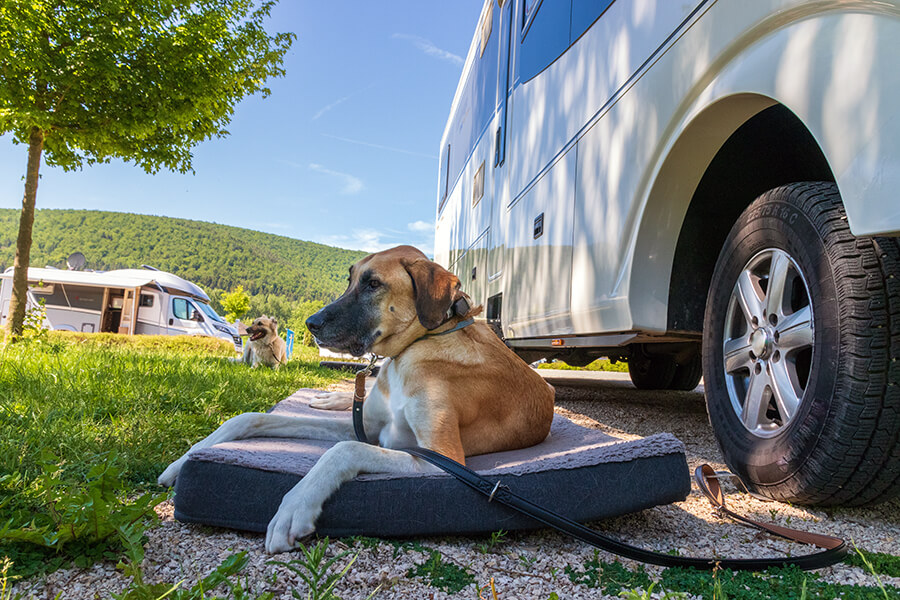 dogs on leash outside motorhome