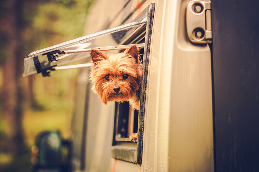 little dog sticking head out rv window