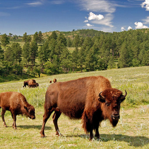 Bison graze in an open field in Custer State Park