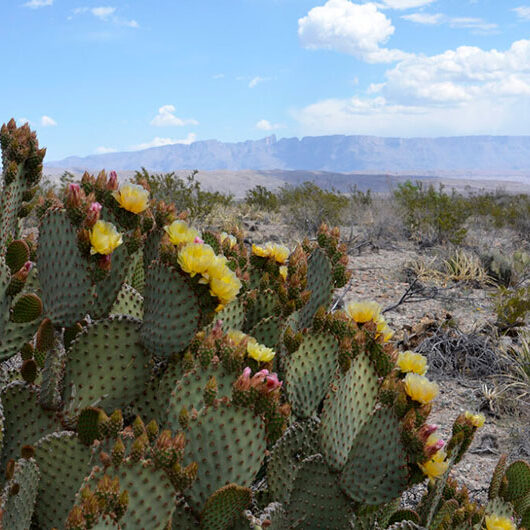 Cactus at National Park