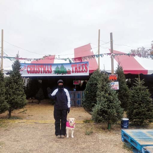 Worker At Christmas Tree Lot