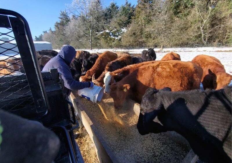 Workamper volunteers stepped up during Texas’ historic 2021 winter storm, feeding cows at Northeast Texas Community College.